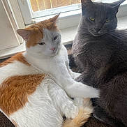 Loki joined the competition — help win amazing prizes! cat, orange_and_white_cat, gray_cat, pets, animals, window, carpet, indoor, resting, snuggling, feline, cute, domestic_cat, fur, whiskers, ears, tail, natural_light, relaxing, companions