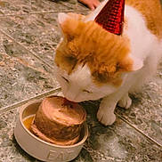 Thor joined the competition — help win amazing prizes! cat, orange_cat, party_hat, pet_food, bowl, floor, marble_floor, indoor, pet, animal, celebration, party, person, hand, kneeling, closeup, cute, domestic_cat, feeding, special_treat