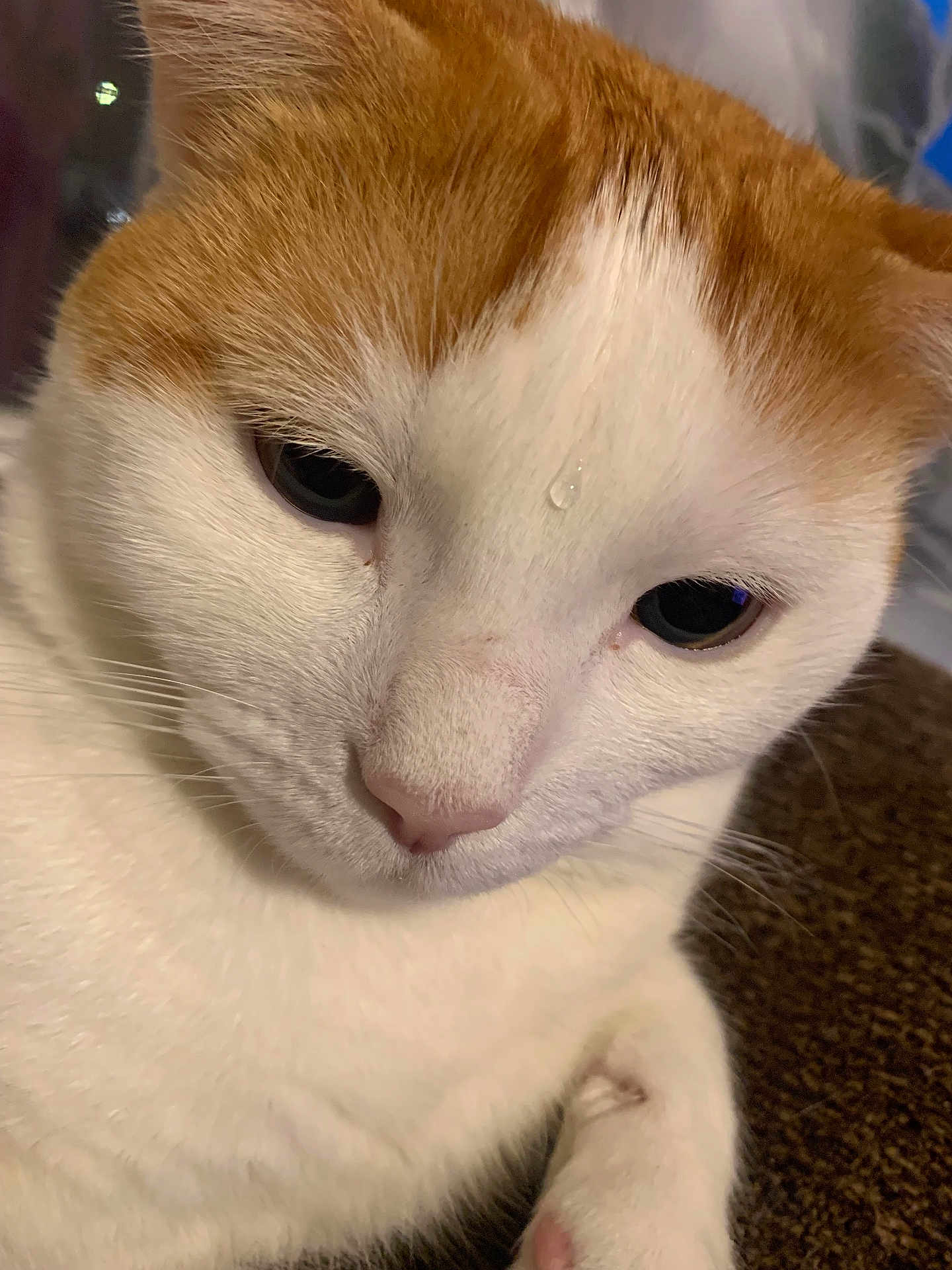 Thor is registered to the contest to win money with this photo: cat, close_up, orange_and_white, water_droplet, pet, animal, resting, fur, whiskers, face, cute, indoor, sleepy, paw, soft, domestic_cat, feline, muzzle, portrait, relaxed