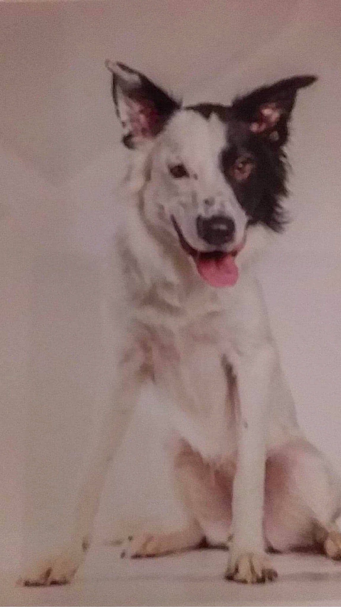 Hatchi participe au concours pour gagner de l'argent avec cette photo : border_collie, canidae, carnivore, dog, dog_breed, herding_dog, mammal, rare_breed_dog, vertebrate, working_dog