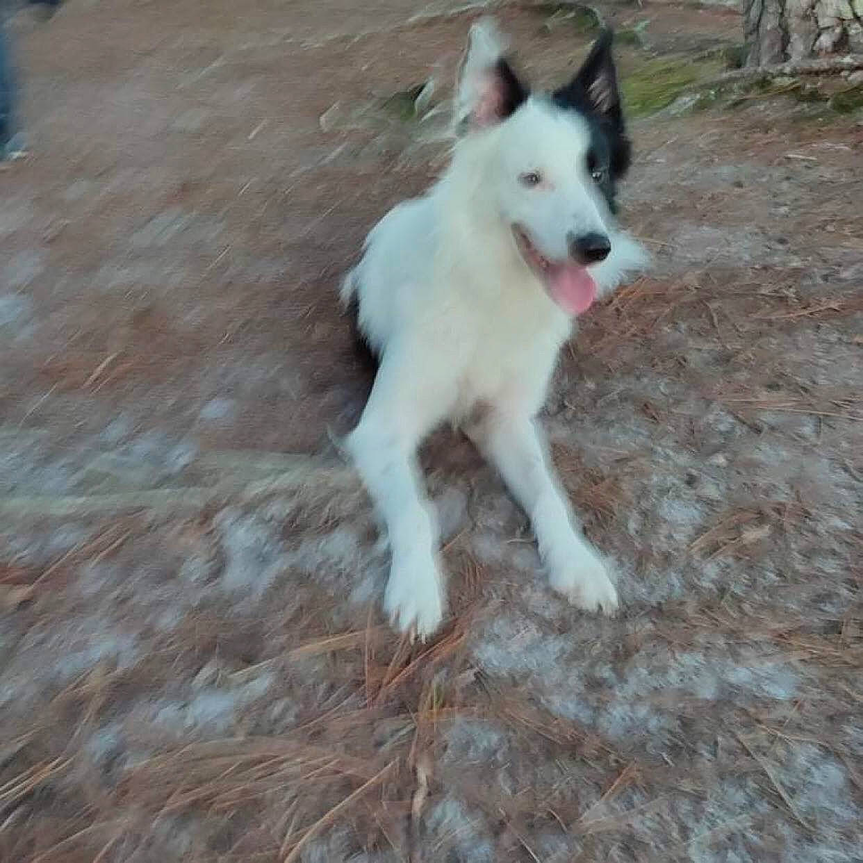 Hatchi participe au concours pour gagner de l'argent avec cette photo : ancient_dog_breeds, canidae, canis, carnivore, companion_dog, dog, dog_breed, fawn, flooring, fur, herding_dog, non_sporting_group, siberian_husky, sled_dog, snout, sporting_group, tail, terrestrial_animal, working_animal, working_dog