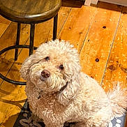 Mamie is registered to the contest to win money with this photo: animal, companion, cozy, curious, curly_fur, cute, dog, domestic, flooring, furniture, home, indoors, light, looking_up, mammal, mat, pet, sitting, stool, wooden_floor