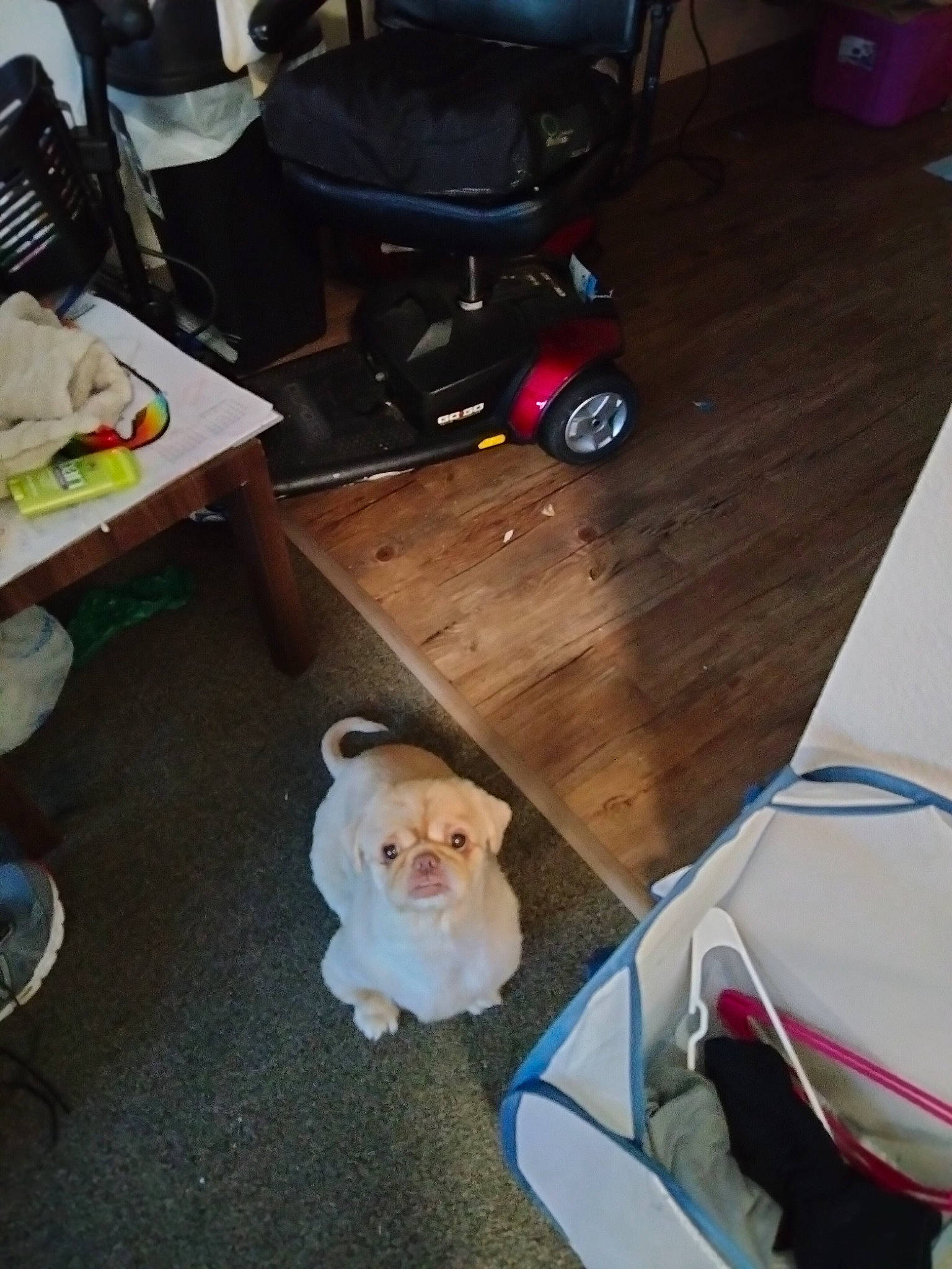 Billionaire joined the competition — help win amazing prizes! carnivore, chair, child, companion_dog, dog, dog_breed, fawn, felidae, floor, flooring, hardwood, small_to_medium_sized_cats, sporting_group, tail, tire, toy, toy_dog, wheel, wood, wood_flooring