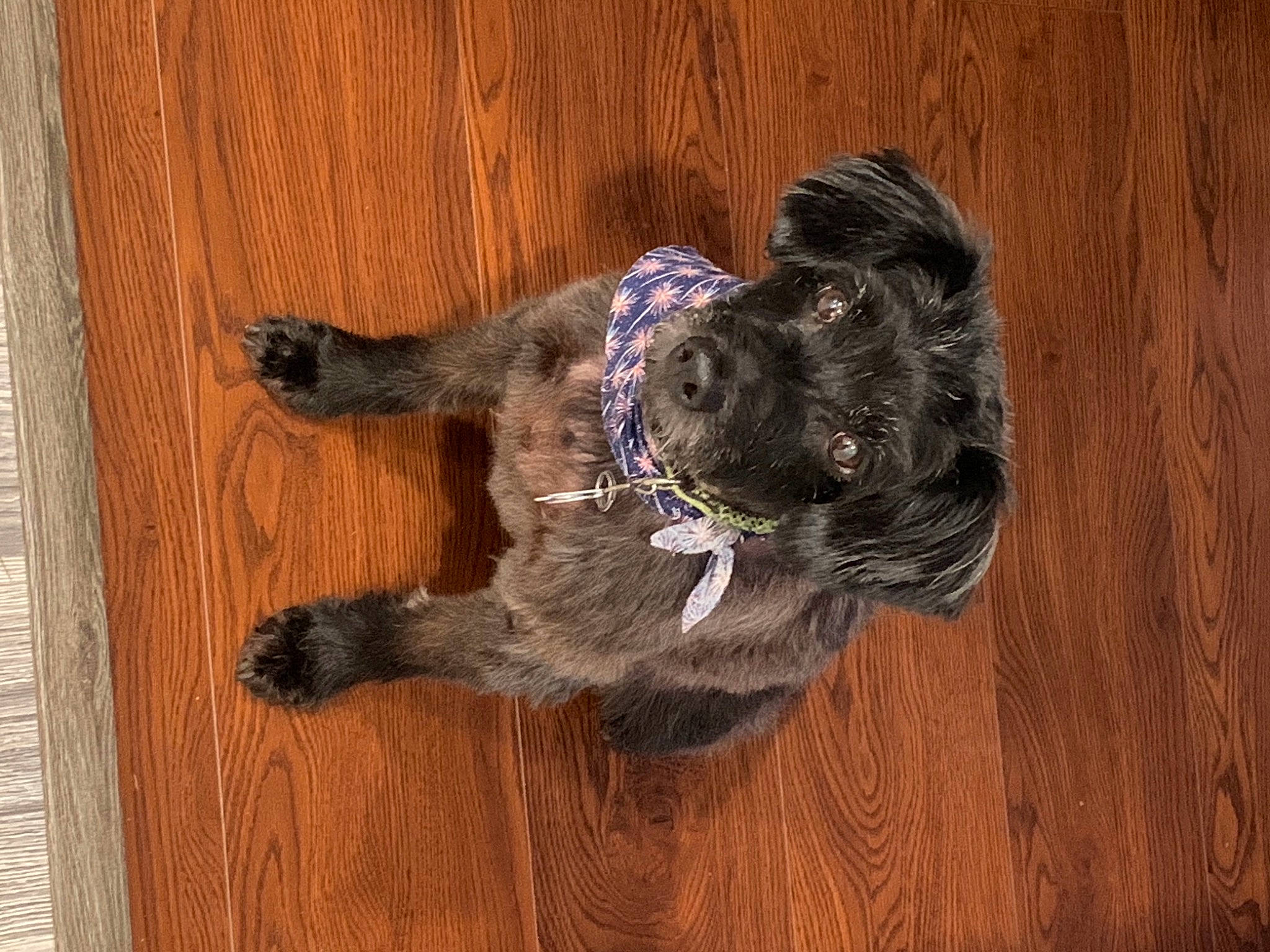 Charlie is registered to the contest to win money with this photo: canidae, carnivore, collar, companion_dog, dog, dog_breed, floor, flooring, fur, hardwood, laminate_flooring, plywood, snout, sporting_group, tail, varnish, wood, wood_flooring, wood_stain, working_animal