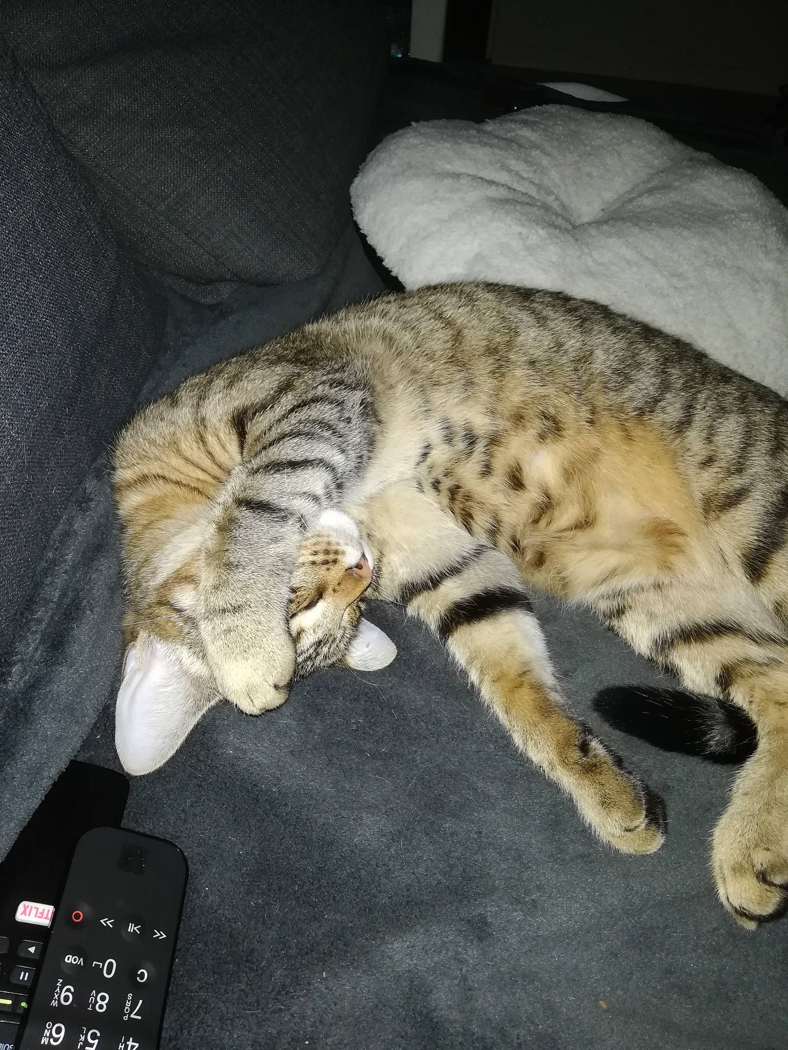 Mooky participe au concours pour gagner de l'argent avec cette photo : carnivore, cat, comfort, computer_keyboard, domestic_short_haired_cat, felidae, fur, input_device, laptop_accessory, nap, office_equipment, paw, personal_computer_hardware, remote_control, small_to_medium_sized_cats, snout, tabby_cat, tail, television_accessory, whiskers