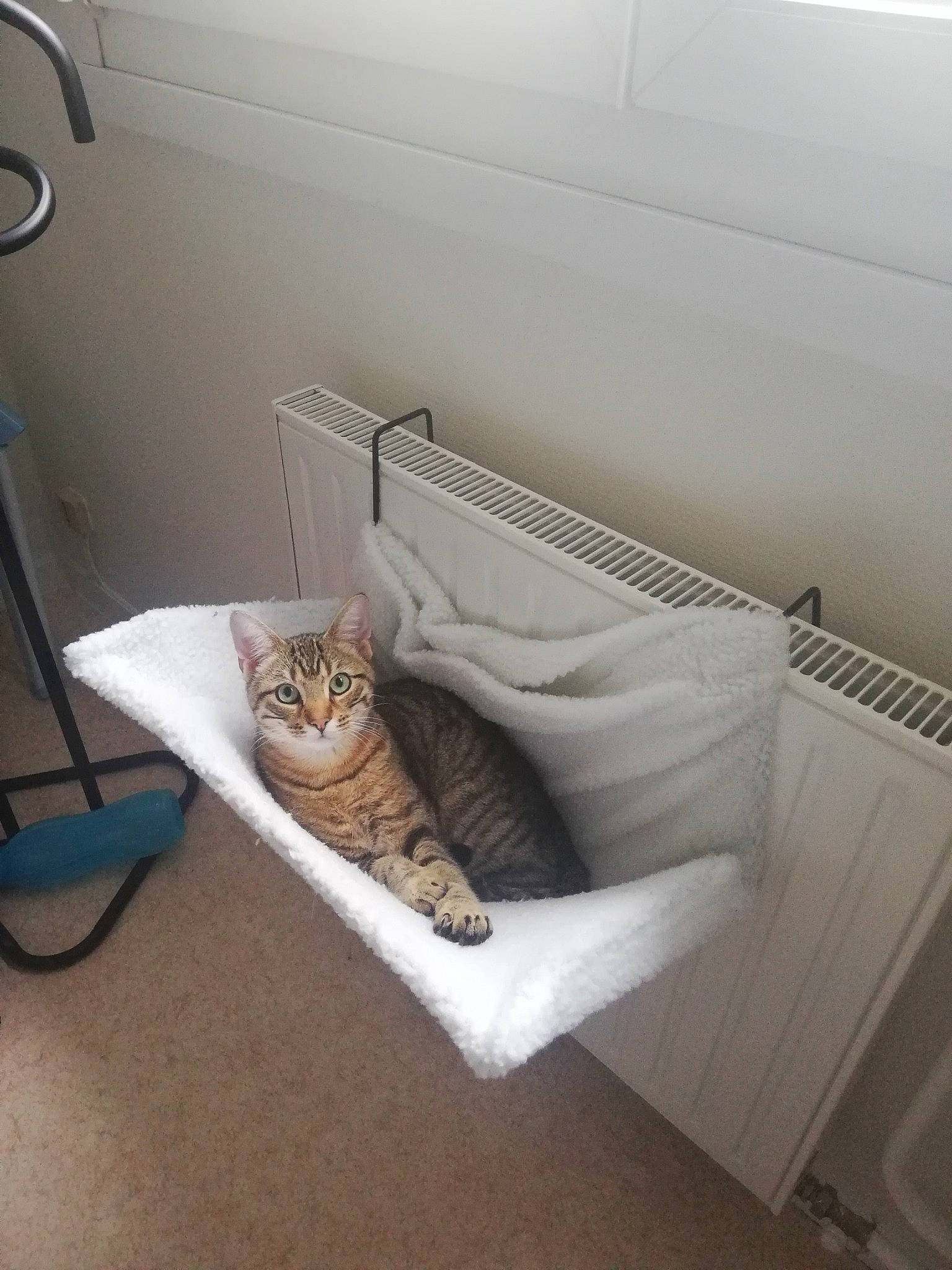 Mooky participe au concours pour gagner de l'argent avec cette photo : carnivore, cat, comfort, domestic_short_haired_cat, felidae, fur, grey, pet_supply, room, small_to_medium_sized_cats, tabby_cat, tail, vertebrate, whiskers