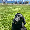 dog, black_dog, grass, field, mountains, snow_capped, blue_sky, nature, outdoor, canine, pet, animal, head_tilt, curious, sunlight, daytime, trees, rural, landscape, scenic