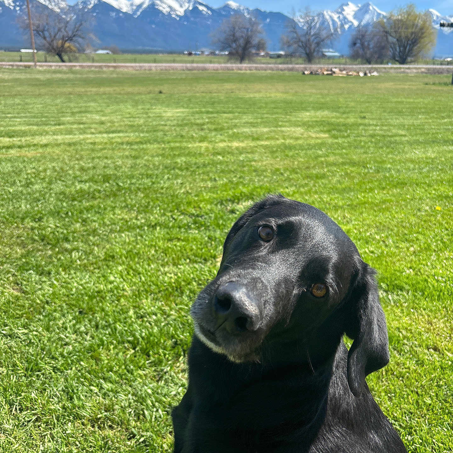 Rufus is registered to the contest to win money with this photo: dog, black_dog, grass, field, mountains, snow_capped, blue_sky, nature, outdoor, canine, pet, animal, head_tilt, curious, sunlight, daytime, trees, rural, landscape, scenic