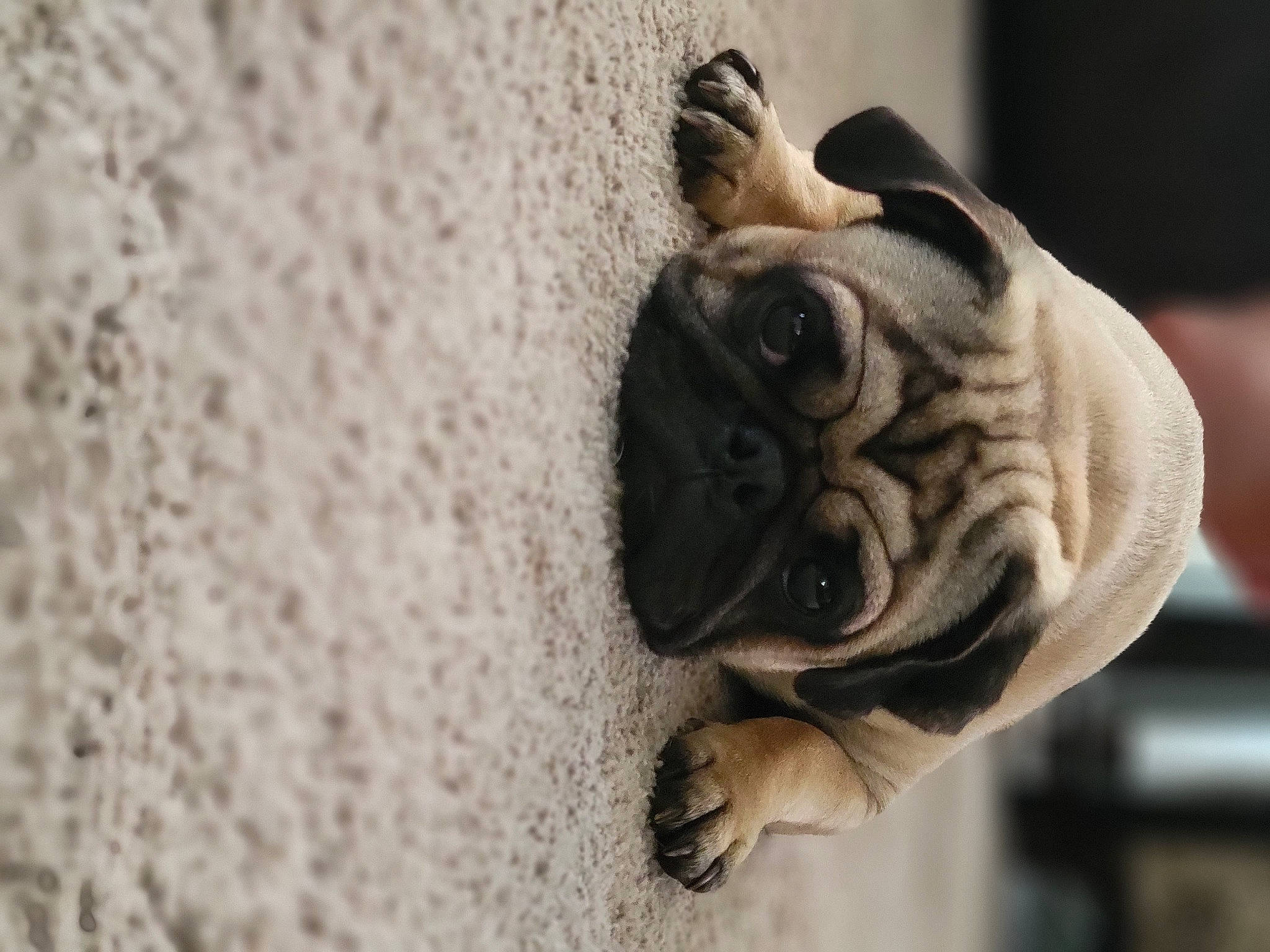 Frank joined the competition — help win amazing prizes! canidae, carnivore, companion_dog, dog, dog_breed, dog_collar, door, fawn, fur, grey, plant, pug, snout, terrestrial_animal, toy_dog, whiskers, window, wood, working_animal, wrinkle