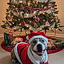 dog, christmas_tree, holiday, festive, santa_claus_costume, decorations, lights, ornaments, presents, carpet, smiling, indoor, celebration, canine, costume, festivity, cheerful, holiday_decor, red, white