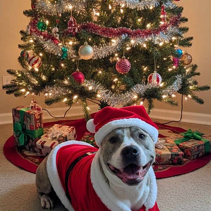 Genesis is registered to the contest to win money with this photo: canine, carpet, celebration, cheerful, christmas_tree, costume, decorations, dog, festive, festivity, holiday, holiday_decor, indoor, lights, ornaments, presents, red, santa_claus_costume, smiling, white