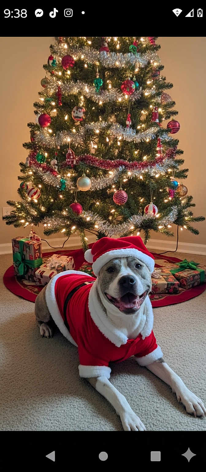 Genesis is registered to the contest to win money with this photo: dog, christmas_tree, holiday, festive, santa_claus_costume, decorations, lights, ornaments, presents, carpet, smiling, indoor, celebration, canine, costume, festivity, cheerful, holiday_decor, red, white