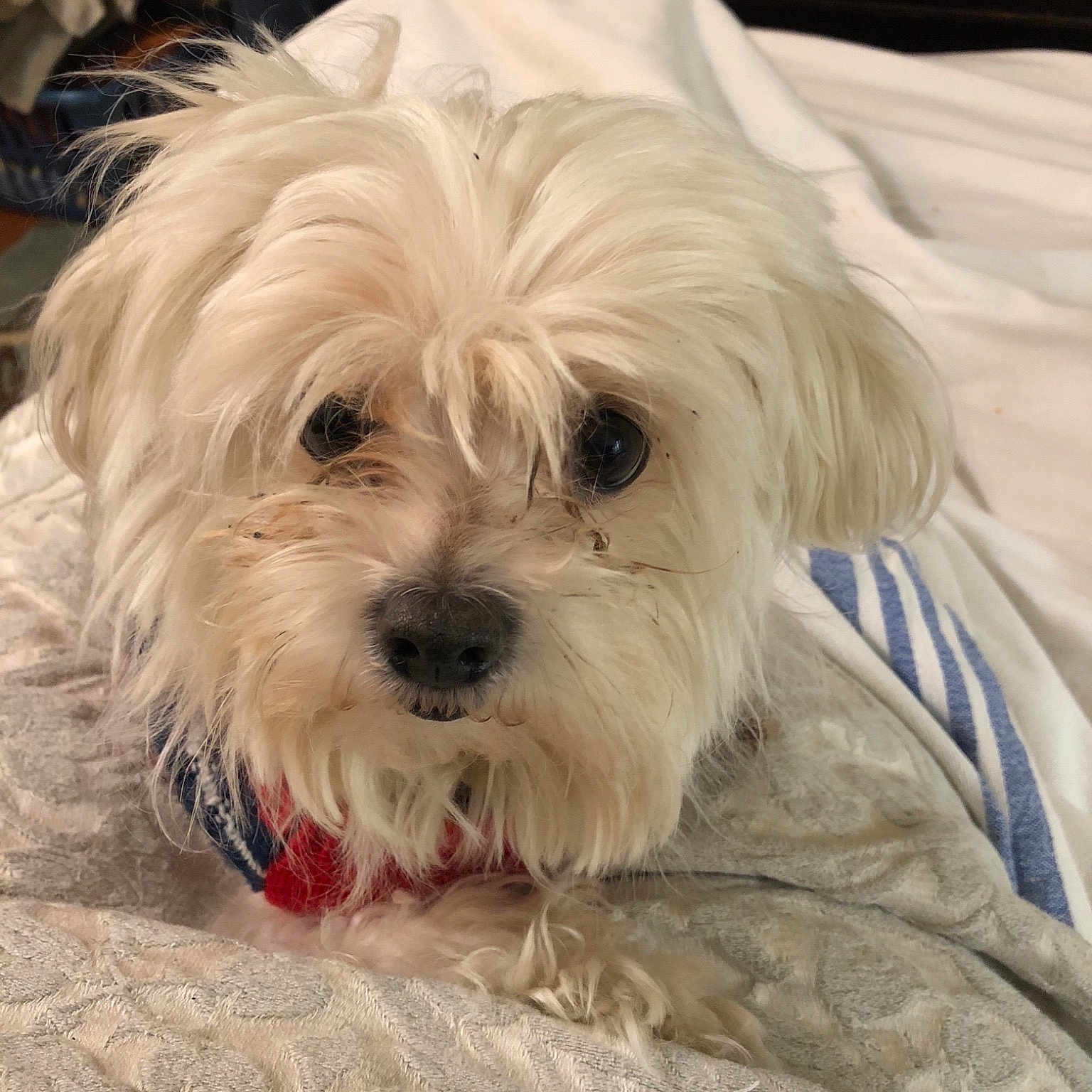 Oscar is registered to the contest to win money with this photo: canidae, carnivore, chinese_imperial_dog, companion_dog, coton_de_tulear, dog, dog_breed, havanese, lhasa_apso, lowchen, maltepoo, maltese, mammal, morkie, puppy, snout, terrier, tibetan_terrier, vertebrate, west_highland_white_terrier