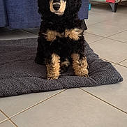 Appy a rejoint le concours — aidez-le/la à gagner de superbes lots ! puppy, dog, black, tan, curly_fur, mat, floor, tile, couch, blue_couch, living_room, furniture, indoor, pet, cute, sitting, looking, animal, home, cozy