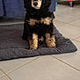 puppy, dog, black, tan, curly_fur, mat, floor, tile, couch, blue_couch, living_room, furniture, indoor, pet, cute, sitting, looking, animal, home, cozy