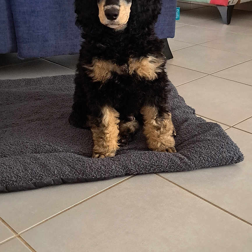 Appy a rejoint le concours — aidez-le/la à gagner de superbes lots ! animal, black, blue_couch, couch, cozy, curly_fur, cute, dog, floor, furniture, home, indoor, living_room, looking, mat, pet, puppy, sitting, tan, tile