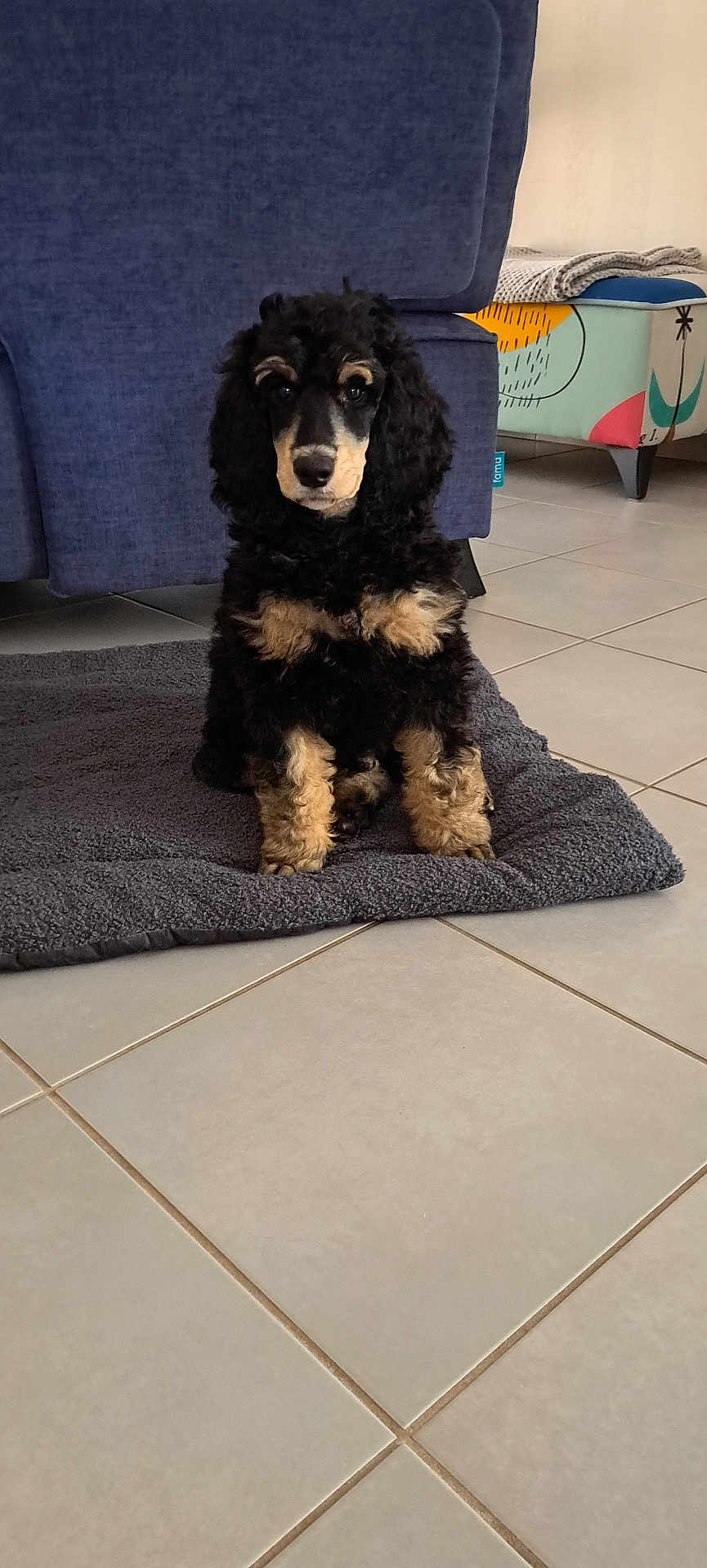 Appy a rejoint le concours — aidez-le/la à gagner de superbes lots ! puppy, dog, black, tan, curly_fur, mat, floor, tile, couch, blue_couch, living_room, furniture, indoor, pet, cute, sitting, looking, animal, home, cozy