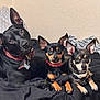 Chase joined the competition — help win amazing prizes! dog, black_dog, small_dog, pets, indoor, blanket, bed, ears, collar, resting, cute, animal, canine, fur, three_animals, looking_at_camera, domestic, companions, relaxed, cute_pets