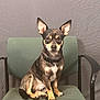 dog, small_dog, sitting, chair, green_chair, ears, alert, pet, animal, indoor, portrait, black_collar, brown_fur, tan_fur, white_chest, looking_at_camera, office_chair, calm, studio, background