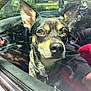 Chase is registered to the contest to win money with this photo: dog, car, window, ears, pet, animal, reflection, sunlight, collar, closeup, face, fur, outdoor, transportation, vehicle, scratches, glass, daylight, looking, mammal