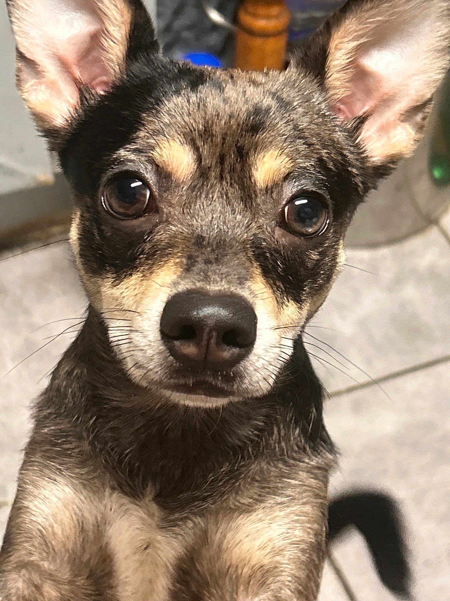 Chase is registered to the contest to win money with this photo: dog, close_up, pet, small_dog, ears, eyes, fur, face, whiskers, indoor, curious, expression, animal, canine, portrait, looking_at_camera, brown_fur, black_fur, tan_fur, tile_floor