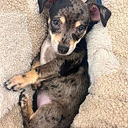 Chase is registered to the contest to win money with this photo: puppy, dog, blanket, fur, cute, cozy, small, animal, pet, sleepy, soft, brown, black, white, ears, paw, lying_down, looking_up, snuggle, young