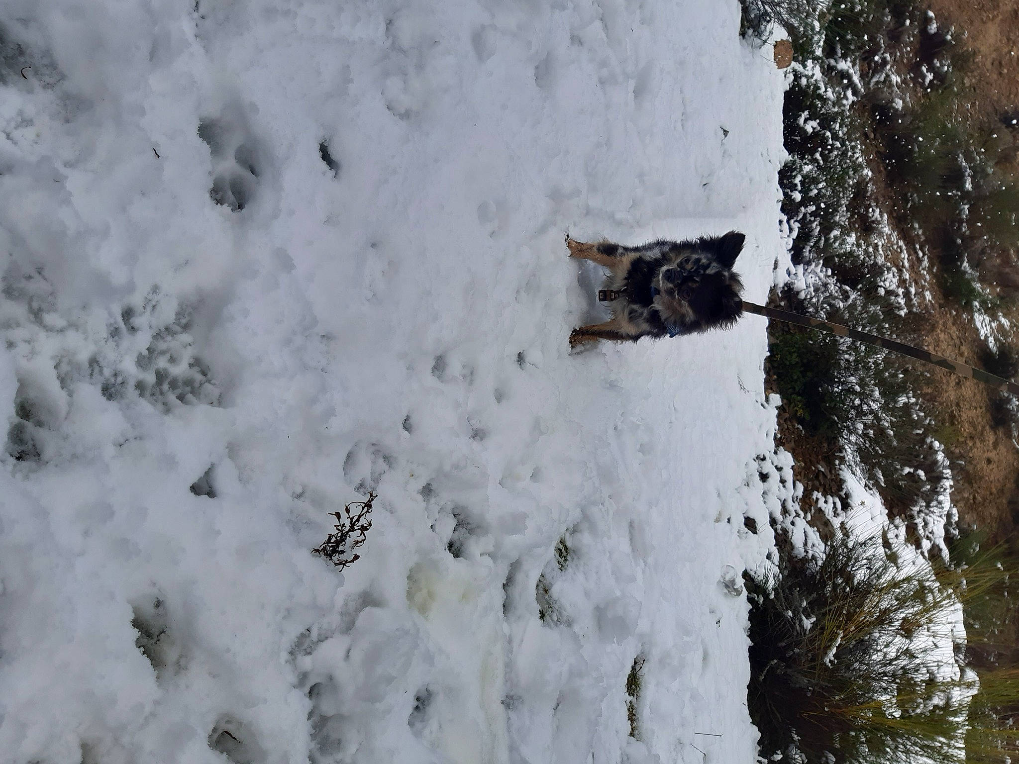 Oscar a rejoint le concours — aidez-le/la à gagner de superbes lots ! freezing, frost, geological_phenomenon, ice, ice_cap, precipitation, snow, winter