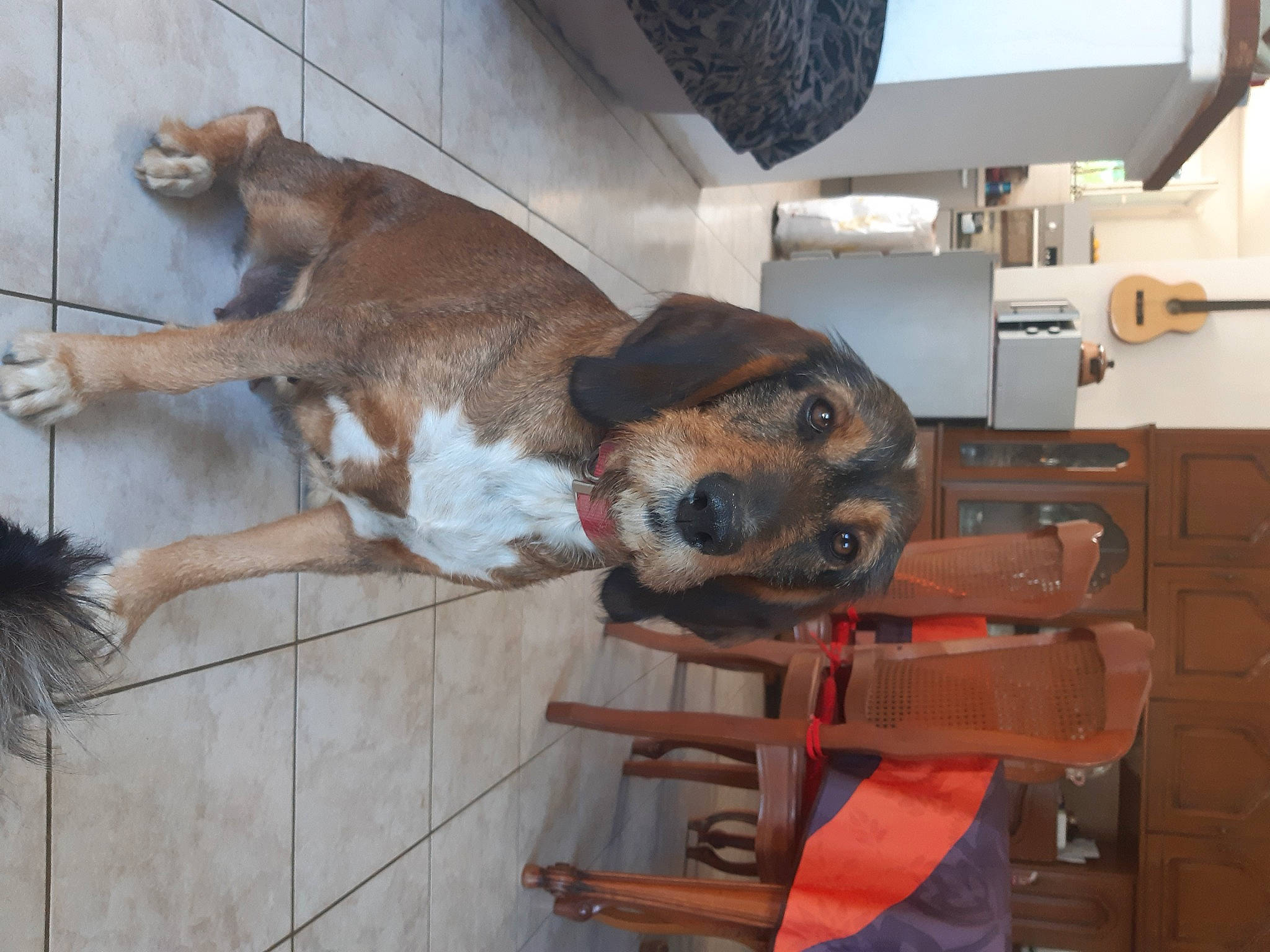 Chipie a rejoint le concours — aidez-le/la à gagner de superbes lots ! animal_shelter, canidae, carnivore, collar, companion_dog, dog, dog_breed, dog_supply, fawn, flooring, fur, machine, pet_supply, room, snout, sporting_group, whiskers, working_animal, working_dog