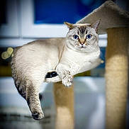 Max is registered to the contest to win money with this photo: cat, blue_eyes, fluffy, lounging, cat_tree, indoor, pet, relaxed, feline, portrait, animal, soft_focus, window, domestic, fur, whiskers, cute, resting, calm, home