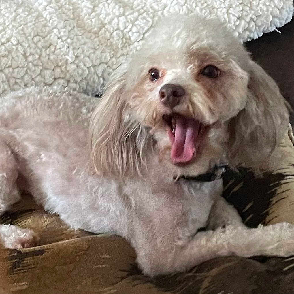 Lailah is registered to the contest to win money with this photo: animal, blanket, canine, companion, couch, cute, dog, domestic, ears, fur, happy, home, indoor, mouth_open, pet, poodle, relaxed, sitting, smiling, tongue