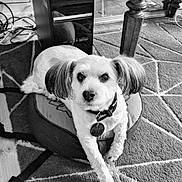 Benji a rejoint le concours — aidez-le/la à gagner de superbes lots ! black_and_white, carpet, collar, computer_tower, cozy, cushion, dog, domestic, ears, floor, fur, home, indoor, looking_up, pattern, pet, relaxed, tag, technology, wooden_table