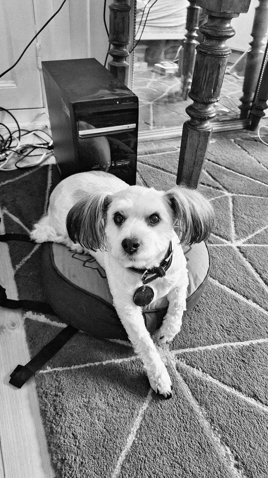 Benji a rejoint le concours — aidez-le/la à gagner de superbes lots ! black_and_white, carpet, collar, computer_tower, cozy, cushion, dog, domestic, ears, floor, fur, home, indoor, looking_up, pattern, pet, relaxed, tag, technology, wooden_table