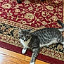 alert, cat, chair_wheels, curious, domestic_animal, feline, flooring, gray_cat, hardwood_floor, home, indoor, lying_down, oriental_rug, patterned_rug, pet, red_rug, tabby_cat, tail, whiskers, white_paws
