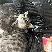 Murad is registered to the contest to win money with this photo: affection, animal, bedspread, black_plastic, cat, close_up, companionship, cute, ears, face, feline, floral_pattern, fur, indoor, licking, pet, plastic_bag, tabby_cat, two_cats, whiskers