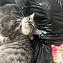 affection, animal, bedspread, black_plastic, cat, close_up, companionship, cute, ears, face, feline, floral_pattern, fur, indoor, licking, pet, plastic_bag, tabby_cat, two_cats, whiskers