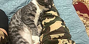 Murad joined the competition — help win amazing prizes! bed, black_socks, blue_quilt, camo_pants, cat, close_up, comfort, cozy, domestic_animal, feline, indoor, legs, nap, person, pet, quilted_bedspread, resting, rug, sleeping, wooden_floor