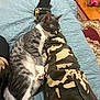 bed, black_socks, blue_quilt, camo_pants, cat, close_up, comfort, cozy, domestic_animal, feline, indoor, legs, nap, person, pet, quilted_bedspread, resting, rug, sleeping, wooden_floor