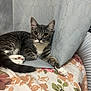 alert, animal, blanket, cat, curtain, cute, domestic_cat, ears, feline, floral_pattern, fur, gray_cat, indoor, paw, pet, relaxed, resting, tabby, tail, whiskers