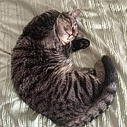 Mia joined the competition — help win amazing prizes! cat, tabby, sleeping, curled_up, paw, feline, pet, fur, striped, domestic_animal, resting, cute, animal, bed, blanket, cozy, whiskers, tail, indoor, relaxed