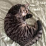 cat, tabby, sleeping, curled_up, paw, feline, pet, fur, striped, domestic_animal, resting, cute, animal, bed, blanket, cozy, whiskers, tail, indoor, relaxed