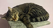 Mia is registered to the contest to win money with this photo: cat, tabby, sleeping, nap, cat_tree, pet, feline, striped_fur, indoor, cozy, soft_surface, relaxed, animal, whiskers, ears, tail, paw, quiet, peaceful, domestic