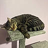 cat, tabby, sleeping, nap, cat_tree, pet, feline, striped_fur, indoor, cozy, soft_surface, relaxed, animal, whiskers, ears, tail, paw, quiet, peaceful, domestic