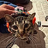 Mia joined the competition — help win amazing prizes! cat, tabby, pet, animal, indoor, carpet, hand, colorful_clothing, curious, wide_eyes, whiskers, ears, floor, texture, close_up, feline, domestic_animal, portrait, cozy, background_objects