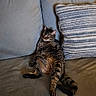 Mia is registered to the contest to win money with this photo: cat, tabby_cat, couch, pillow, indoor, relaxed, feline, pet, animal, fur, striped, resting, living_room, home, cozy, seated, sleeping, comfort, domestic, cute