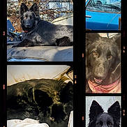 Shoonee is registered to the contest to win money with this photo: dog, black_dog, pet, animal, outdoor, indoor, car, blanket, portrait, lying_down, fur, ears, eyes, close_up, resting, collage, canine, nose, face, cute