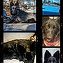 dog, black_dog, pet, animal, outdoor, indoor, car, blanket, portrait, lying_down, fur, ears, eyes, close_up, resting, collage, canine, nose, face, cute