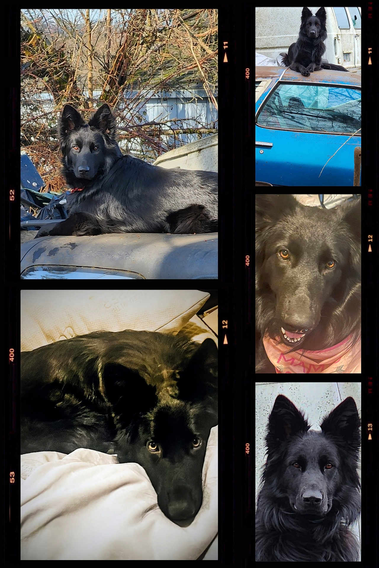 Shoonee is registered to the contest to win money with this photo: dog, black_dog, pet, animal, outdoor, indoor, car, blanket, portrait, lying_down, fur, ears, eyes, close_up, resting, collage, canine, nose, face, cute