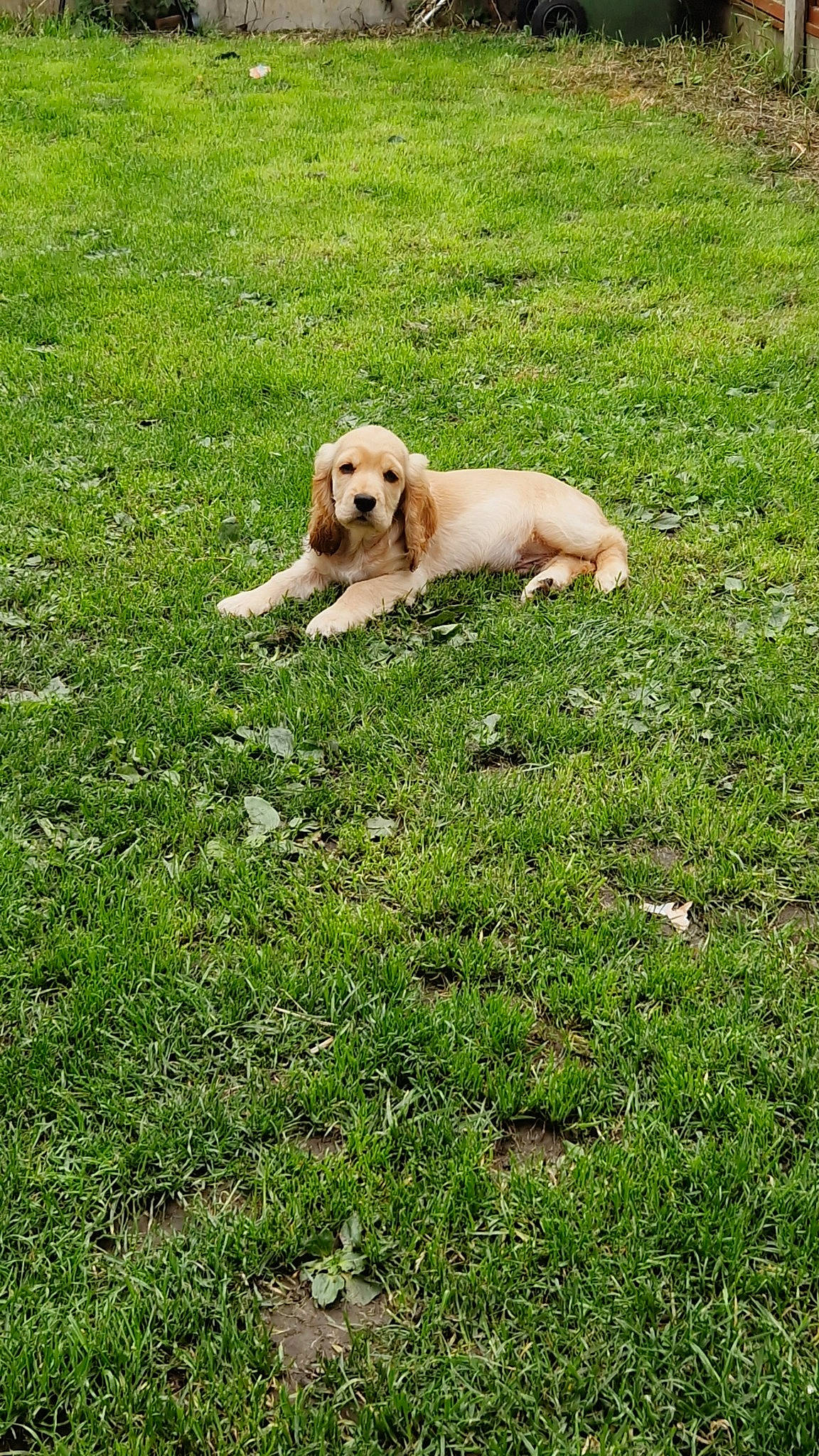 George is registered to the contest to win money with this photo: canidae, carnivore, companion_dog, dog, dog_breed, fawn, grass, grassland, groundcover, gun_dog, landscape, lawn, meadow, pasture, people_in_nature, plant, retriever, sporting_group, tail, working_animal