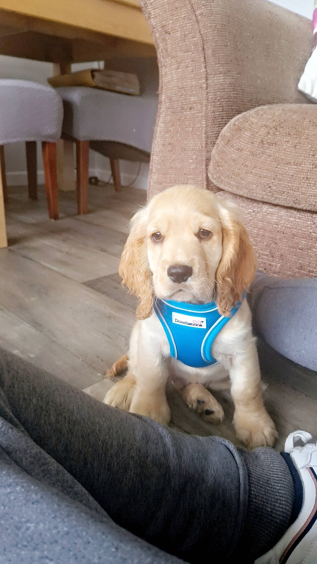 George is registered to the contest to win money with this photo: carnivore, chair, collar, companion_dog, dog, dog_breed, dog_collar, dog_supply, fawn, flooring, fur, gun_dog, hardwood, pet_supply, snout, sporting_group, tail, vehicle, wood, working_animal