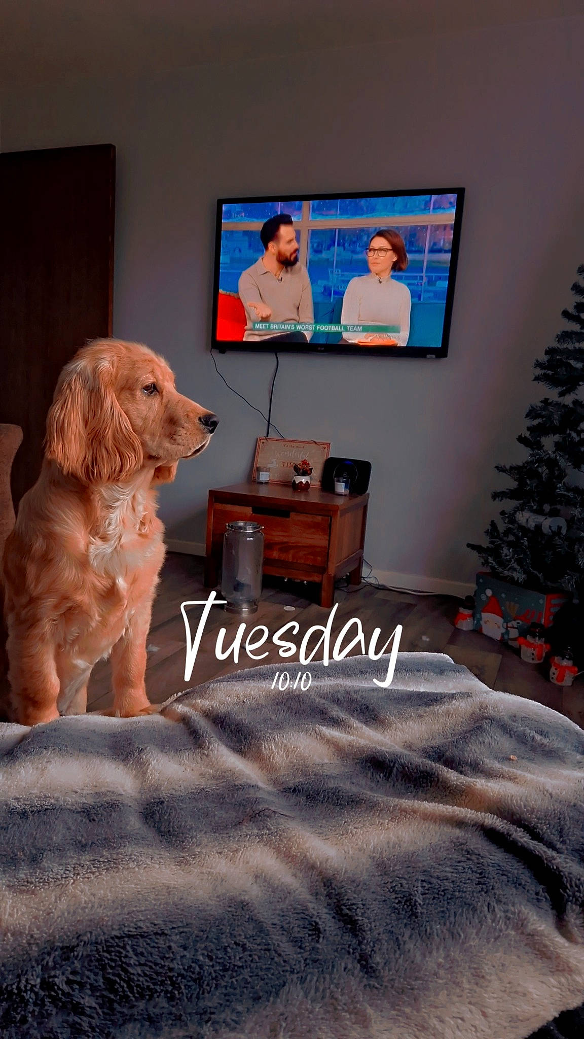 George is registered to the contest to win money with this photo: carnivore, comfort, companion_dog, couch, dog, event, floor, flooring, hardwood, interior_design, linens, liver, living_room, nightstand, picture_frame, room, television, television_set, wood, wood_stain